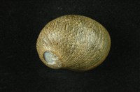 藏品(石蜑螺)的圖片